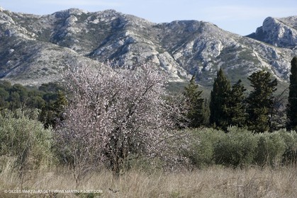 05 02 2008 - Arles (FRA, 13) - Arles surroundings landscapes