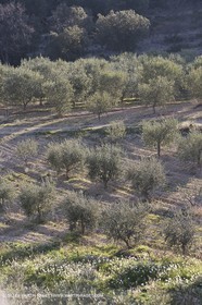 16 02 2008 - Les Baux de Provence (FRA, 13) - Paysages des Alpilles