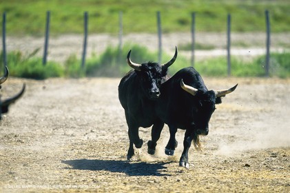 Bouches du Rhône, Camargue (FRA 13) - Camargue bulls