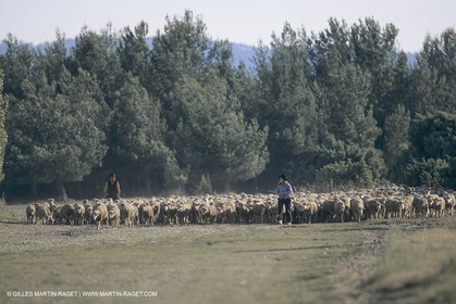 France, Provence, Moutons, bergers, élevage, transhumance