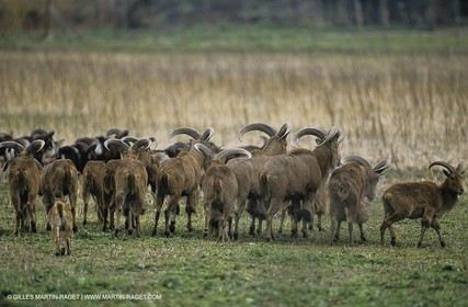 Camargue (FRA,13) - Animaux en Camargue - Chèvres