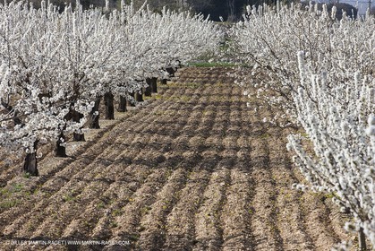 30 mars 2012 - Saint Saturnin les Apt (FRA, 84) - Cerisiers en fleurs