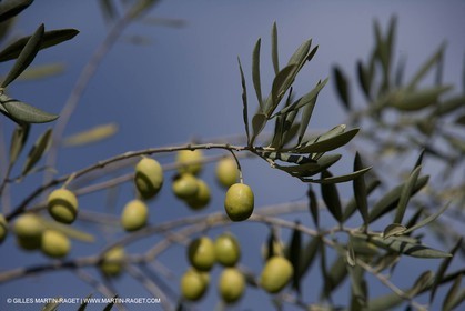 28 10 2007 - Saint Rémy de Provence (FRA, 13) - Cueillette des olives au Vallon Raget