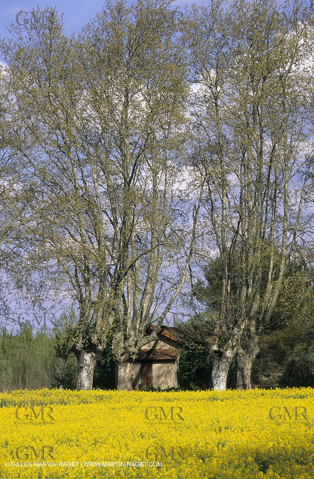 Alpilles (FRA,13), Rape fields