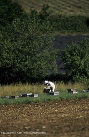 Apilculture en haute provence