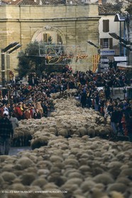 France, Provence, Moutons, bergers, élevage, transhumance