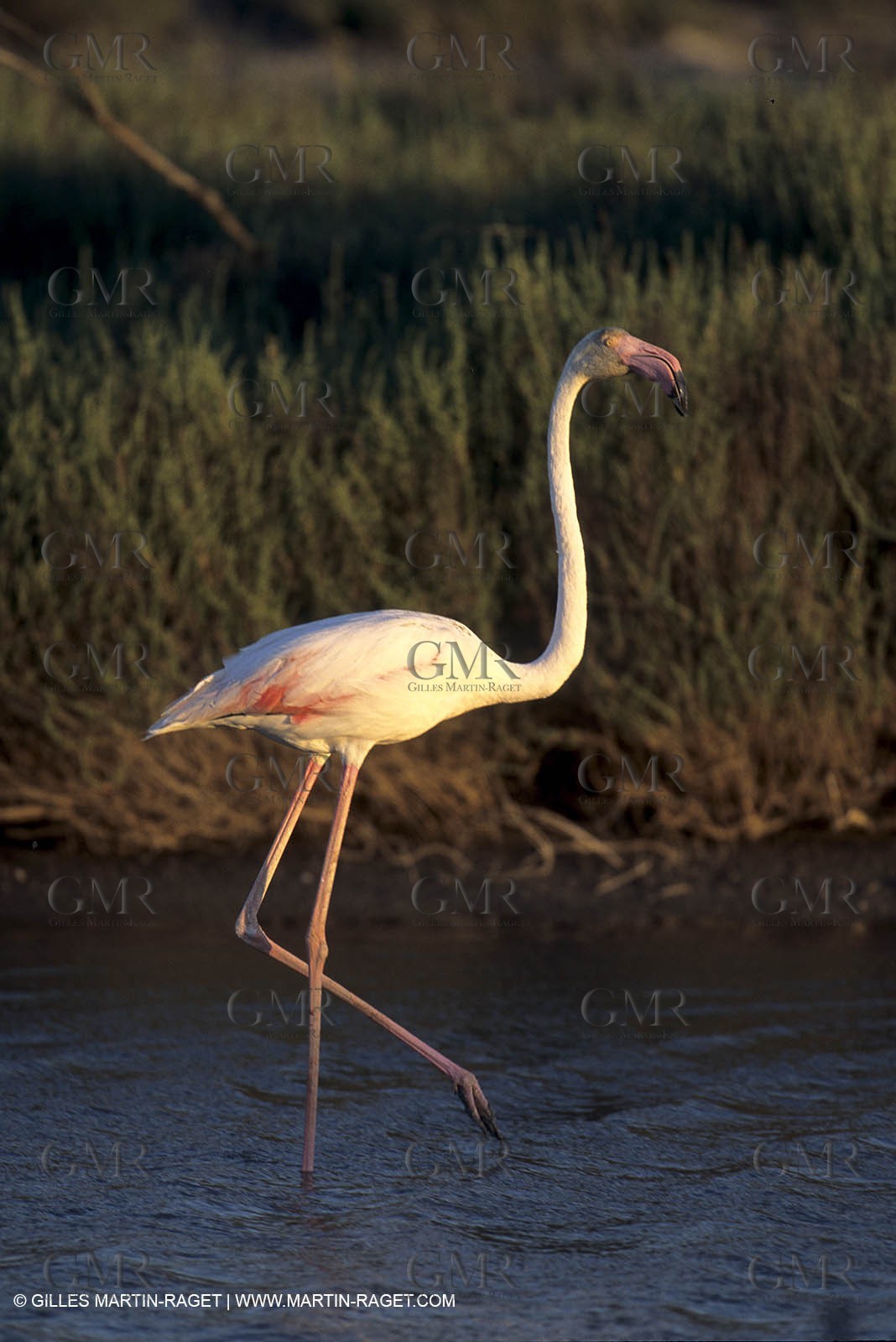 Pink Flamingos - Camargue