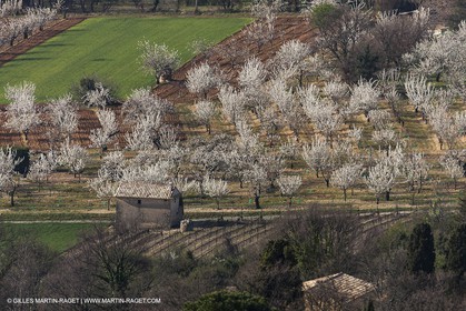 March 30th 2012 - Saint Saturnin les Apt (FRA, 84) - blooming cherry trees