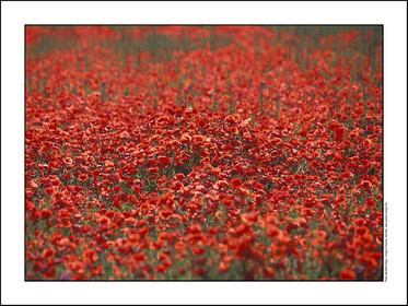Produit : Tirage photo réalisé par nos soins sur imprimante jet d'encre professionnelle Epson à partir de 8 encres ultrachrome inaltérables (label Digigraphie).Formats au choix : . 30x40 cm. 50x70 cm. 80x120 cm.Choix des papiers :. Papier standard brillant 250 gr., filet noir, marge blanche, tirage non signé. Papier haut de gamme satiné 290 gr. filet noir, marge blanche, tirage vérifié et signé par l'auteur.. Autres supports (canvas, acrylique, dibond) sur demandeConditionnement : tube cylindrique renforcé.Options pour l'expédition : . colissimo + dépôt boîte aux lettres (France uniquement). Colissimo avec signature à réception. Transporteur express (2 jours ouvrés) avec signature à réceptionCliquez sur caddie pour sélectionner votre formule et démarrer la procédure de commande en ligne