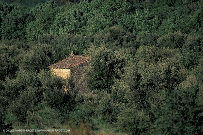 Oliveraie près de Grignan