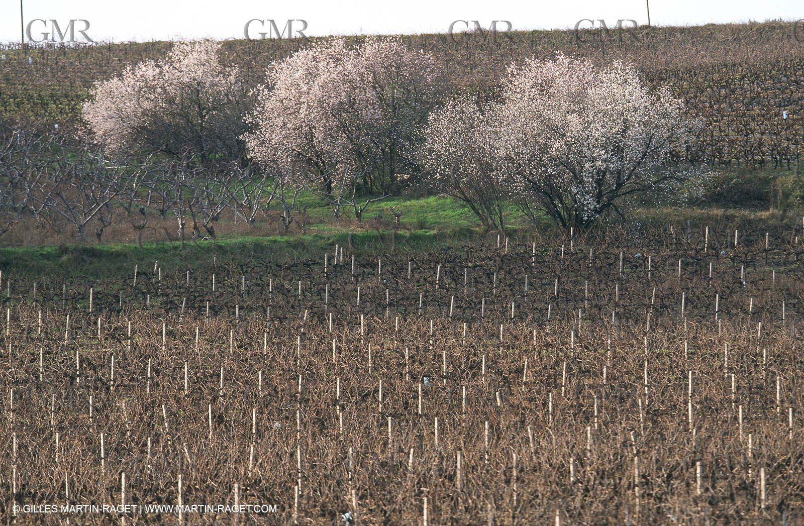 Paysages de Nîmes Métropole (FRA,30) -Costières