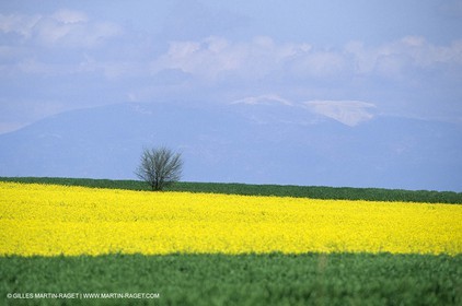 Alpilles (FRA,13), Champs de colza