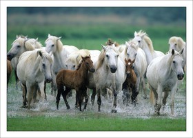Fillys and Foals