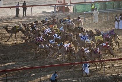 20 11 2010 - Dubai (UAE) - Camel races