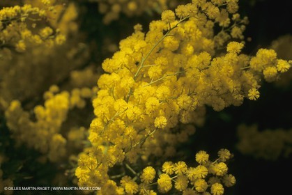 France, Provence, Arbres fruitiers en fleur   Spring bloom