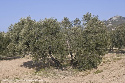 16 02 2008 - Les Baux de Provence (FRA, 13) - Paysages des Alpilles