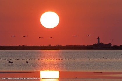 19 04 2011 - Arles (FRA,13) - Pink flamingos in La Gacholle Lighthouse vicinity