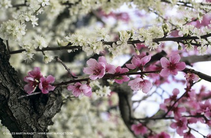 Luberon, Vaucluse (FRA,84) - Arbres fruitiers en fleur