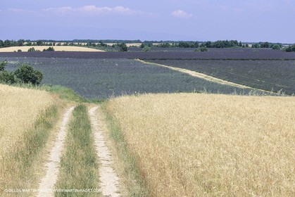 Corn and Wheat fields on Valensole Plateau in higher Provence (France)