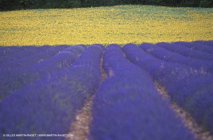 Lavander fields