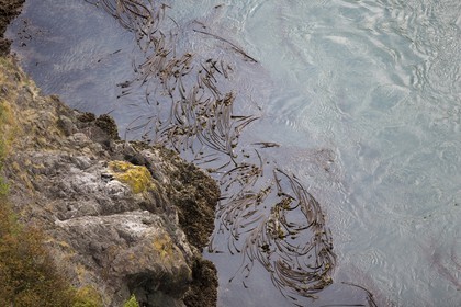 01 09 2008 - San Juan Islands (WA, USA) - Killer Whales