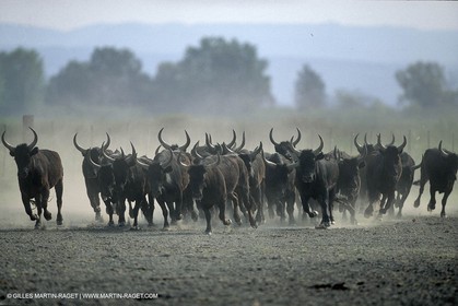 Taureaux de Camargue