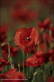 Coquelicots
