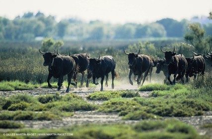 Bouches du Rhône, Camargue (FRA 13) - Taureaux de Camargue