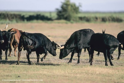 France, Provence, Camarggue, Taureaux de Camargue, bulls