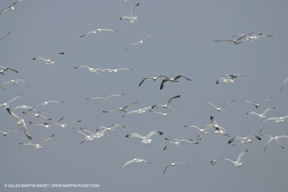 Animaux marins