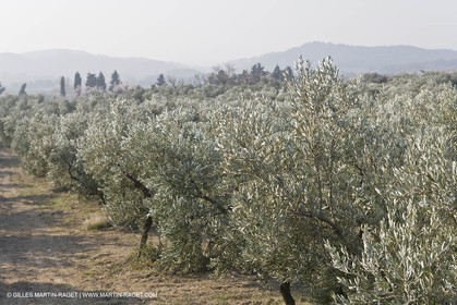 16 02 2008 - Les Baux de Provence (FRA, 13) - Paysages des Alpilles