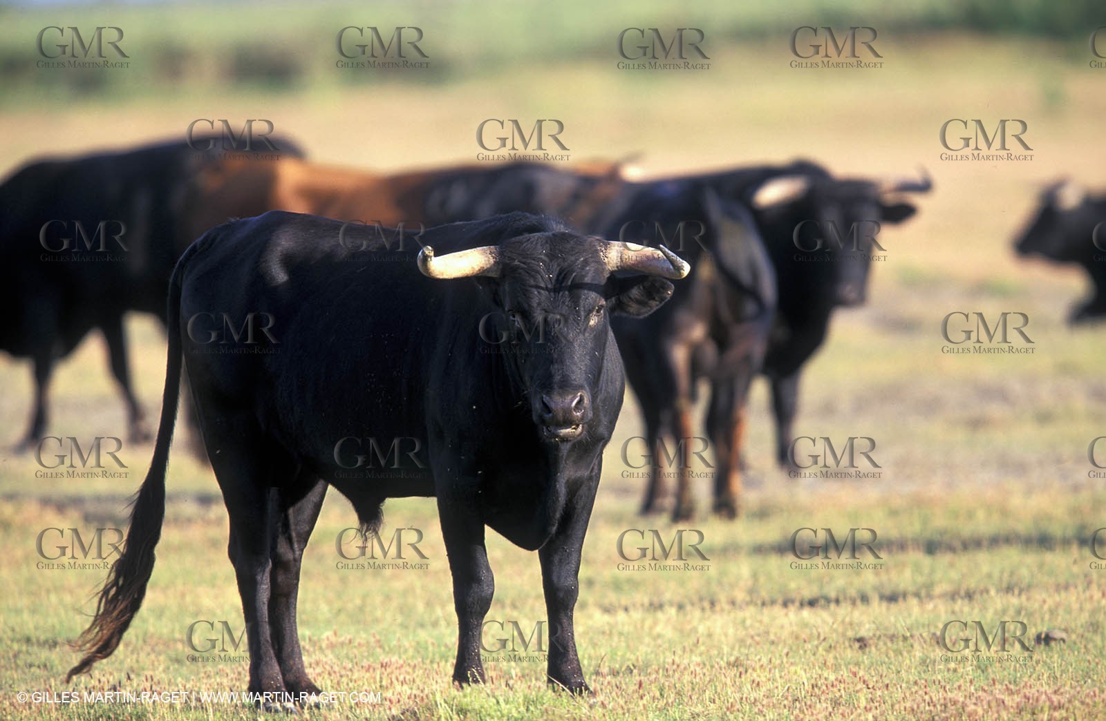Bulls - Camargue