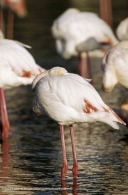 Camargue (FRA,13) - Flamants roses en Camargue