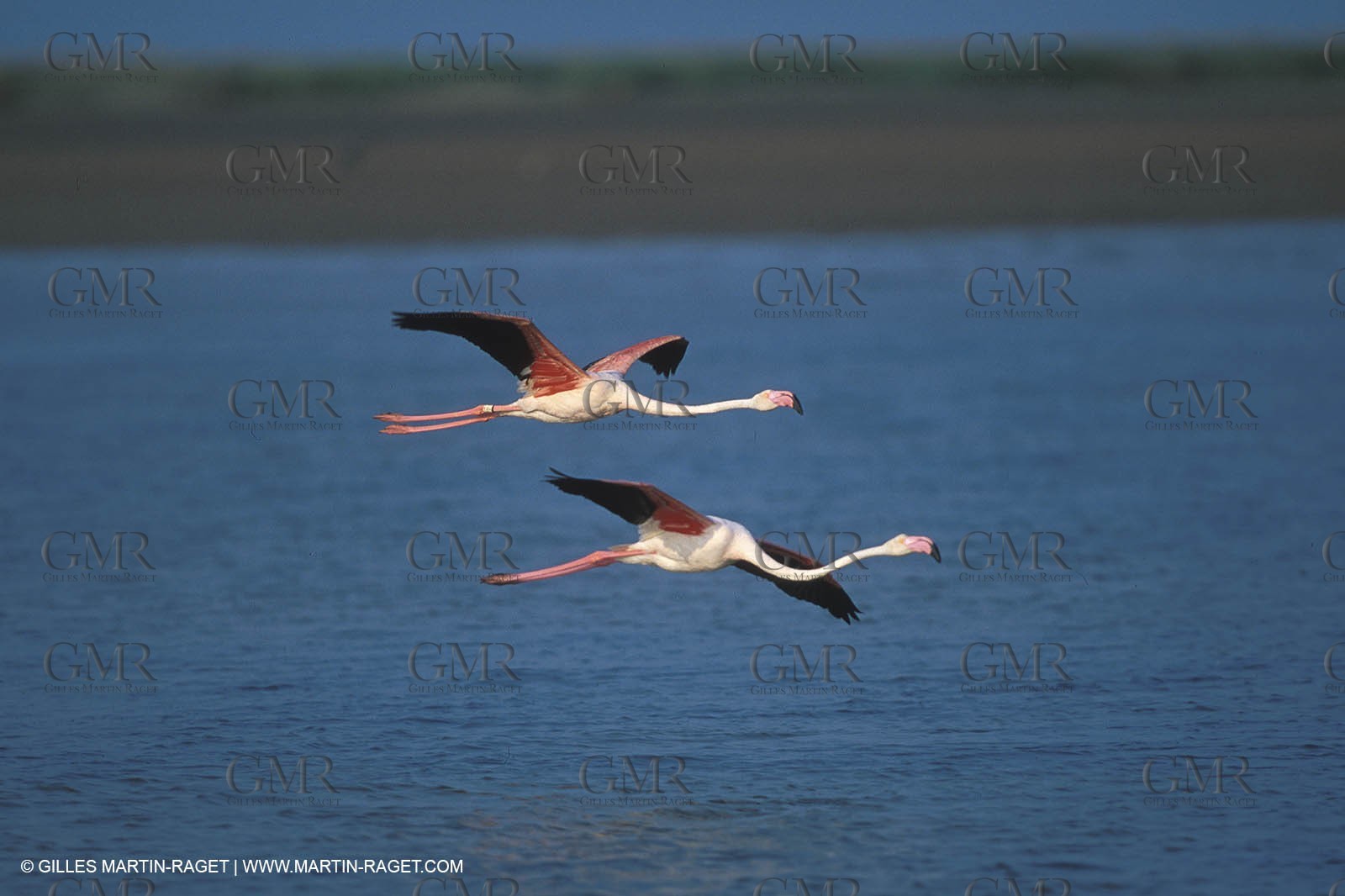 Pink Flamingos - Camargue