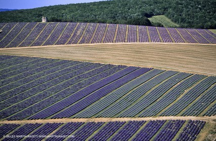 lavander fields , 2005 , Sault plateau