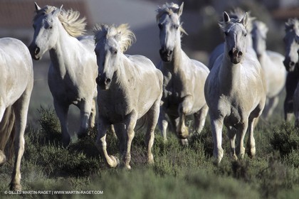 Camargue horses