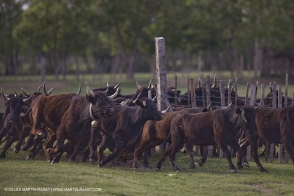07 05 2008 - Le Cailar (FRA,30) - Tri à la manade du Mas du Pont de Laute