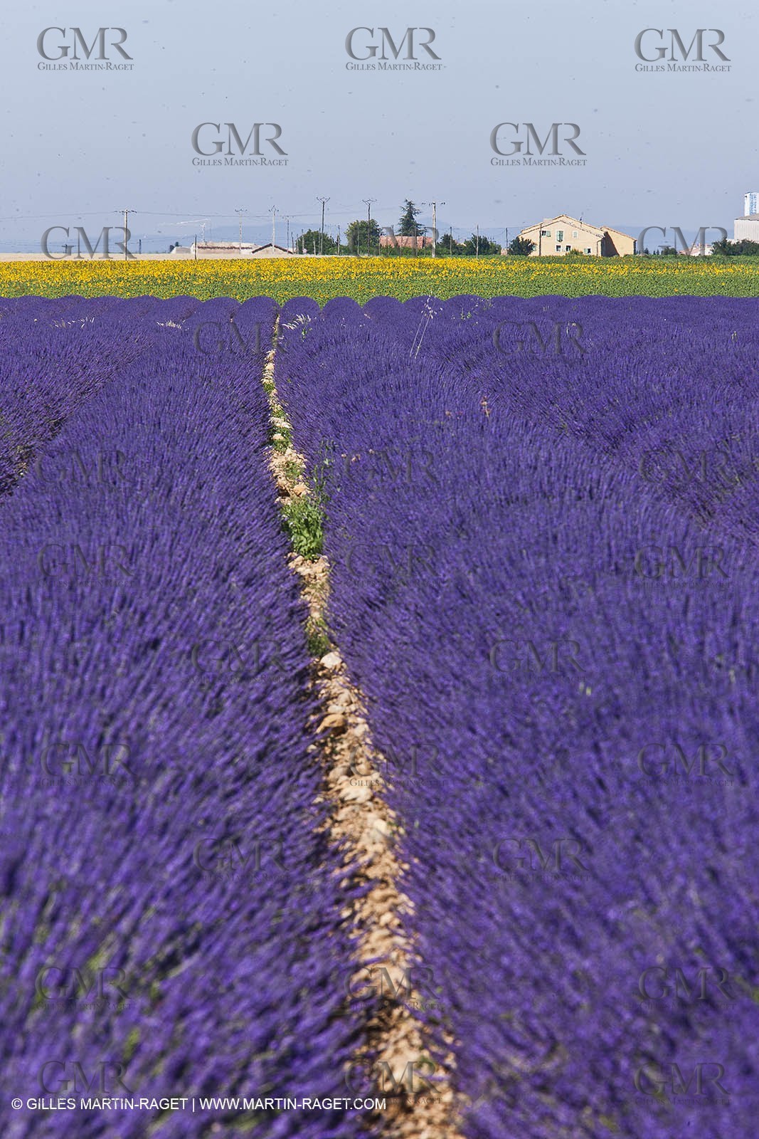 27 06 2011 - Valensole (FRA, 04) - Lavander fields
