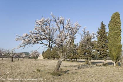 16 02 2008 - Saint Rémy de Provence (FRA, 13) - Alpilles hills landscapes