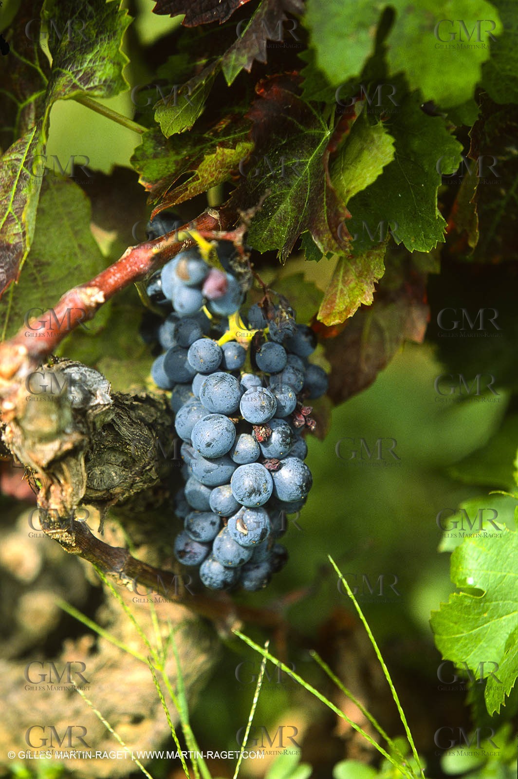 Provence, Harvest time