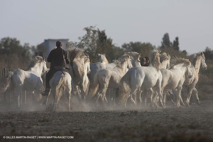 18 04 2011 - Les Saintes Maries de la Mer - Camargue white horses