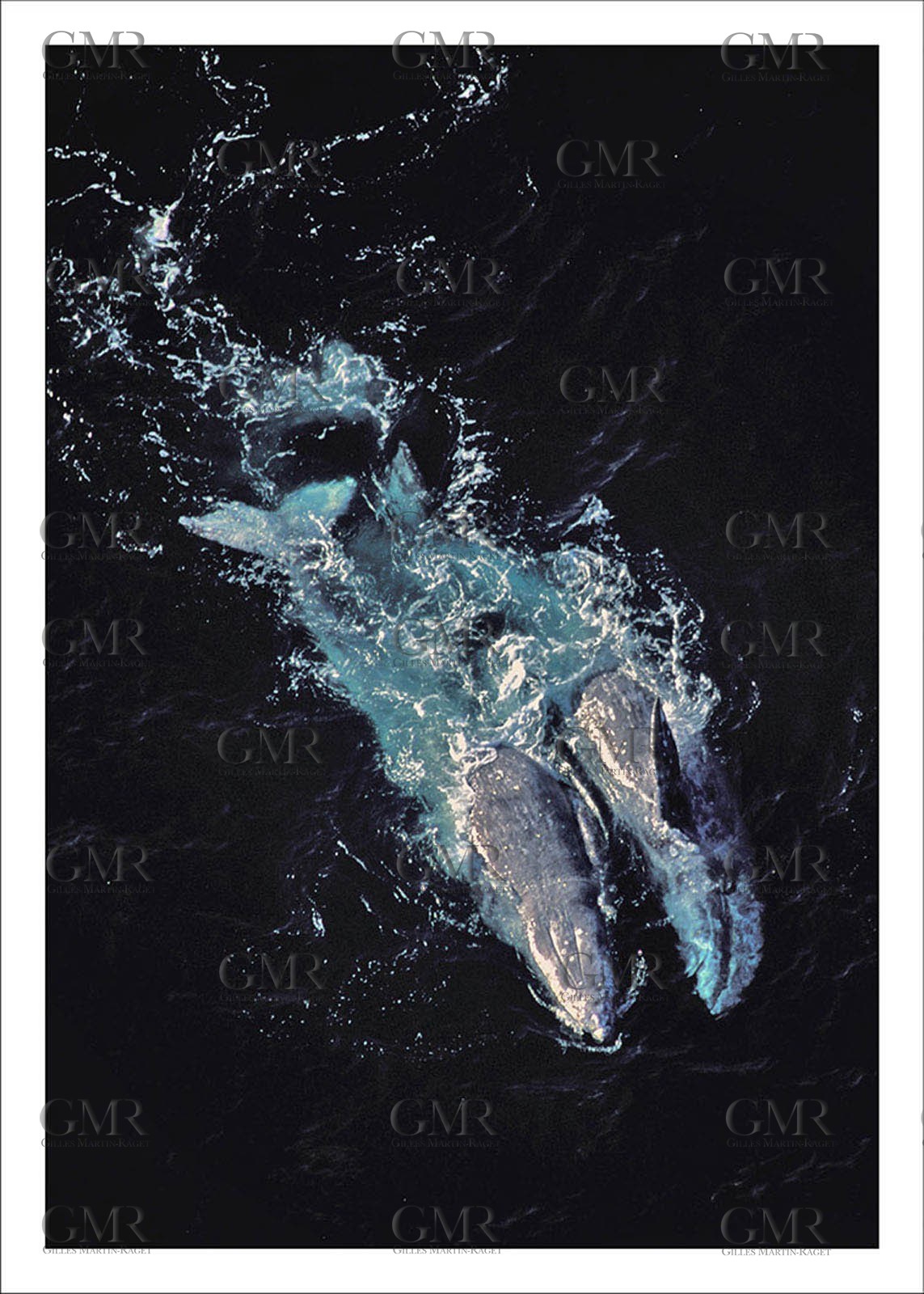 Whale couple