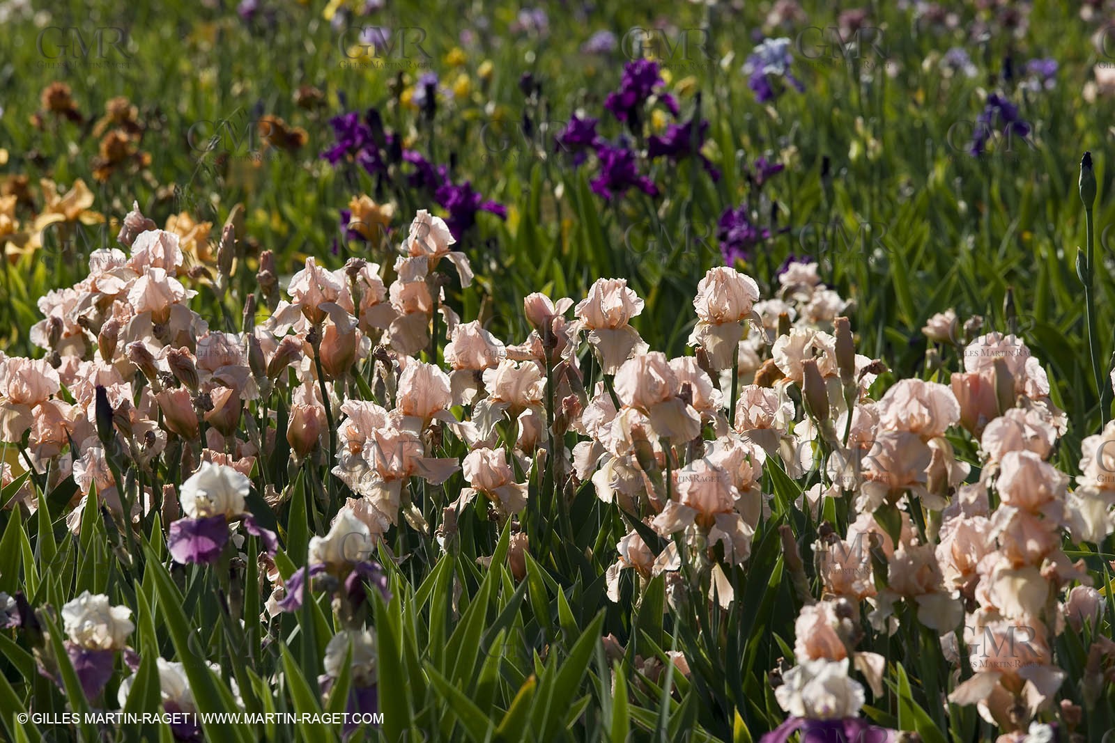 04 05 2008 - Saint Rémy de Provence (FRA, 13) - Alpilles hills landscapes