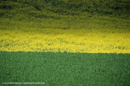 Alpilles (FRA,13), Champs de colza