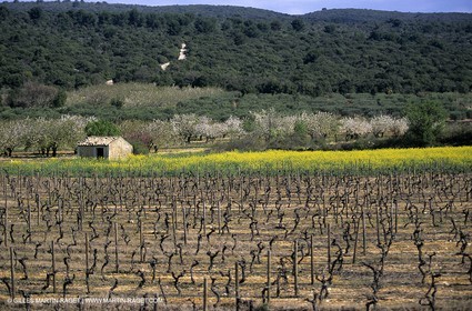 FLEURS0227.jpg