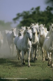 France, Provence, Camargue, chevaux   Horses