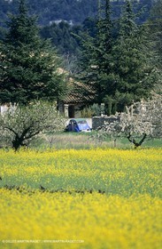 Alpilles (FRA,13), Champs de colza