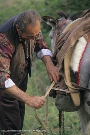 France, Provence, Moutons, bergers, élevage, transhumance