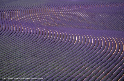 lavander fields , 2005  , Valensole plateau
