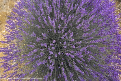 France, Provence, Lavender fields